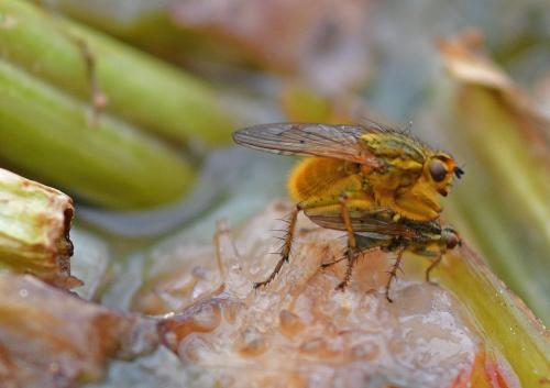 Scathophaga stercoraria